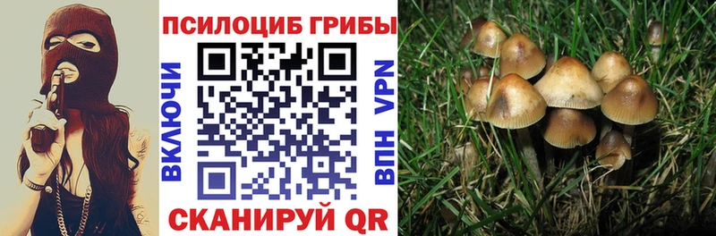 Купить где  Ивангород  Галлюциногенные грибы Psilocybine cubensis 